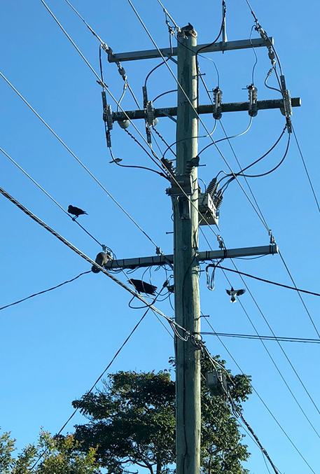 Spot the resting Pseudocheirus Peregrinus (Ringtail Possum). A typical Brisbane recloser Installation, complete with bird guards and abundant wildlife